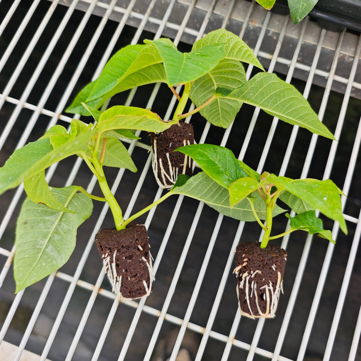 Commercial cuttings propagation using molded substrate plugs
