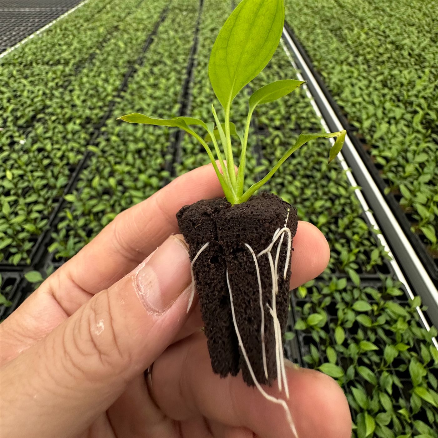 Tissue-culture plantlets established in molded substrate plugs