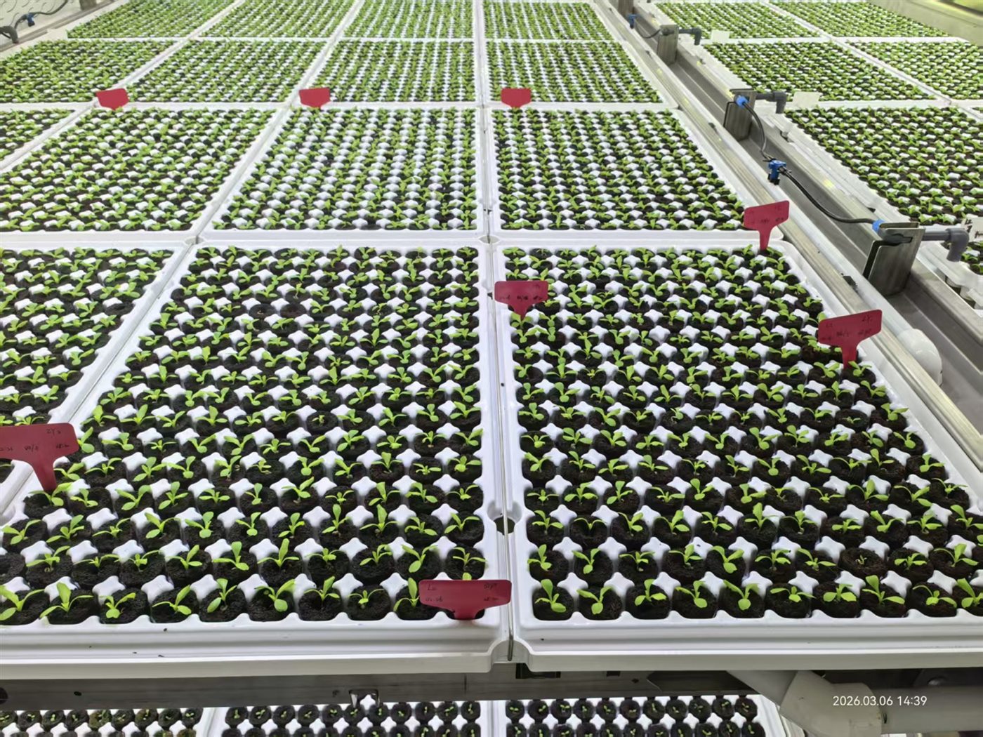 Hydroponic plant-factory application using molded growing media