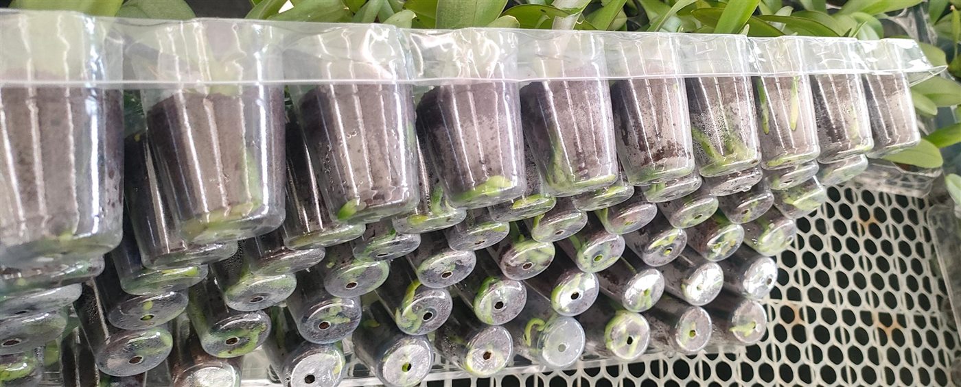 Orchid nursery cups used to observe root-zone development