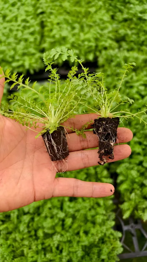 Two nursery specimens held side by side, with roots and substrate bodies visible