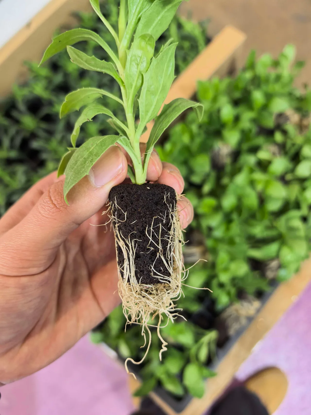 Handheld rooted plug from the Yunnan exhibition